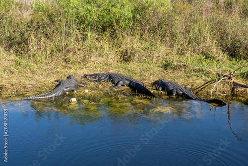 Three American Alligators (Alligator mississippiensis) at the marshland in Everglades National Park in Florida, USA. Everglades National Park is a 1.5-million-acre wetlands preserve.