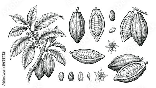 Fotografía A detailed black and white engraving of cacao pods, beans, flowers, and leaves, illustrating the botanical aspects of the cacao plant