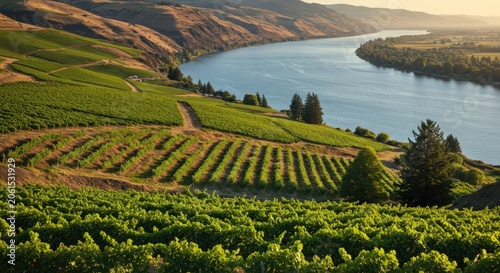 Vineyard landscape by river shore.