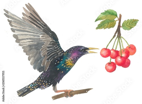 Photos A starling flaps its wings and eats cherries