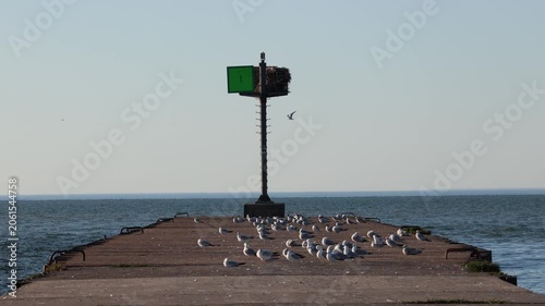 Seagulls resting and landing on a pier over blue water
