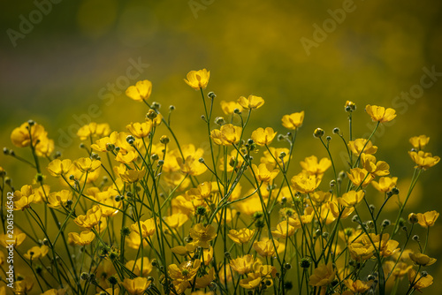 Pretty buttercups blooming in the spring sunshine