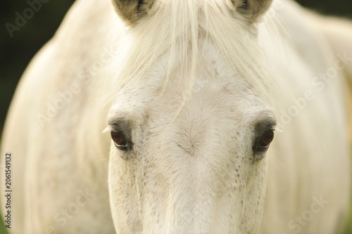 Soulful eyes of a grey horse