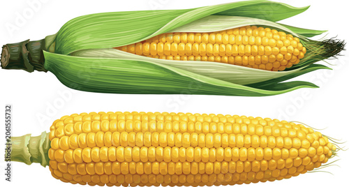 Obraz na plátně Fresh Sweet Corn on the Cob Vector Illustration with Green Husk and Shucked Yell
