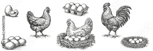 Tableau sur toile Vintage hand drawn PNG collection of chicken, rooster, nest with eggs, egg carton and farm fresh eggs