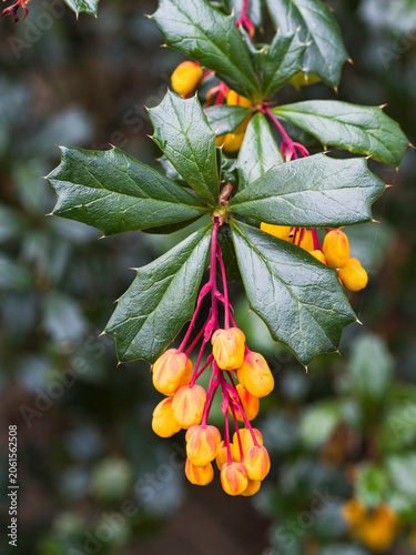 Darwin's Barberry, Berberis darwinii, plant about to flower in the UK Spring.