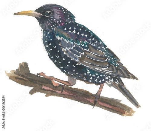 A starling sits on a branch. Painted in watercolor.