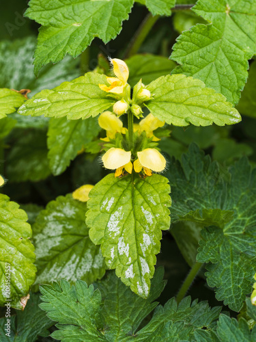 Yellow Archangel, Lamium galeobdolon, flowering in the UK Spring.