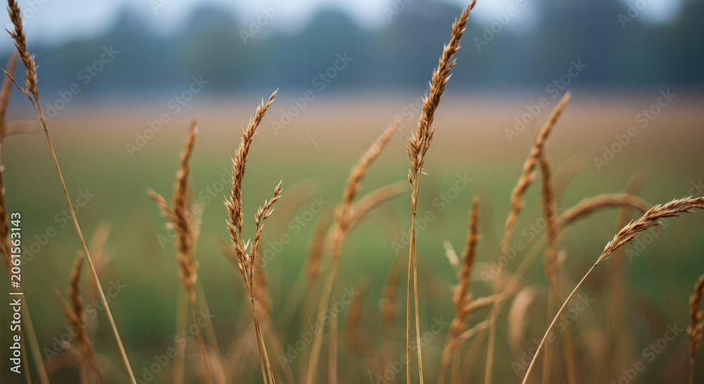 Fototapeta premium Golden wheat field landscape scene.