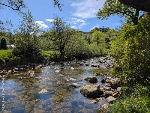 river in the forest