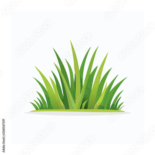Snake plant top view isolated on transparent background