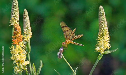 dragonfly on a flower