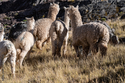 Obraz na plátne Close-up of a group of alpacas running free and escaping in the Andes