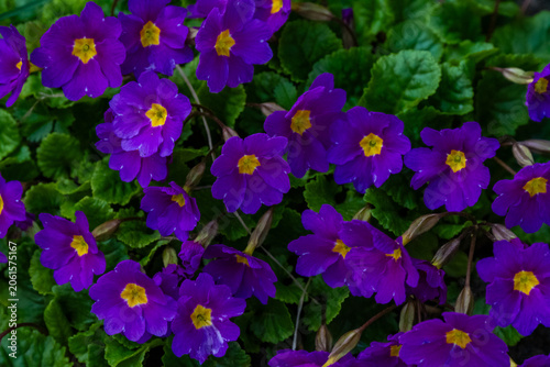Violet flowers in spring background. High quality photo