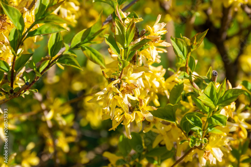 Yellow flowers in spring background. High quality photo