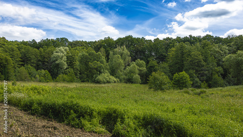 A view across a meadow to the edge of the forest