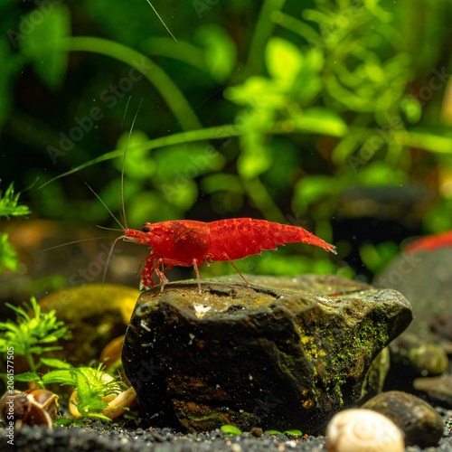Bright red shrimp on rock