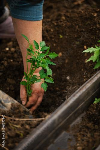 Gardener planting tomato seedlings into a prepared garden bed. Seasonal gardening work and organic vegetable cultivation.