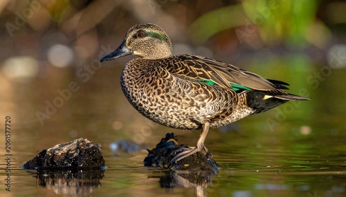 Brown duck on water perch