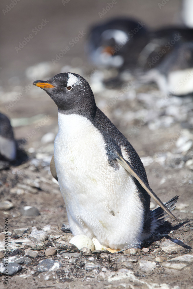 Fototapeta premium Gentoo penguin sitting a nest with an egg