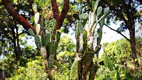Quadro su tela A vertical, low-angle photograph showcasing tall prickly pear cacti (Opuntia) growing in an open field