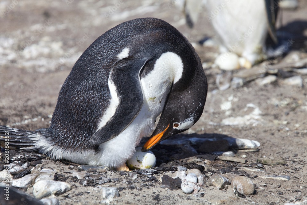 Fototapeta premium Gentoo penguin sitting on a nest with an egg