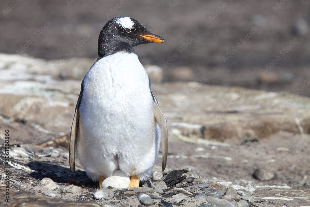 Fototapeta premium Gentoo penguin sitting on a nest with an egg