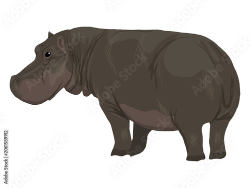Hippopotamus vector illustration clipart. Cute hippo character standing isolated on white background. African savanna wildlife animal mammal element for safari poster, print, graphic design