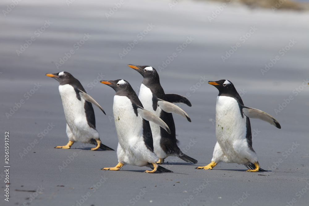 Fototapeta premium Gentoo penguins walking down a beach on the Falkland Islands