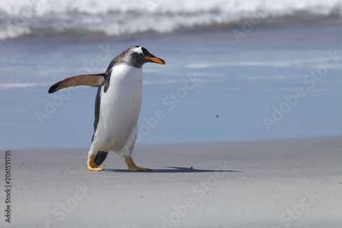 Gentoo penguin walking down the beach