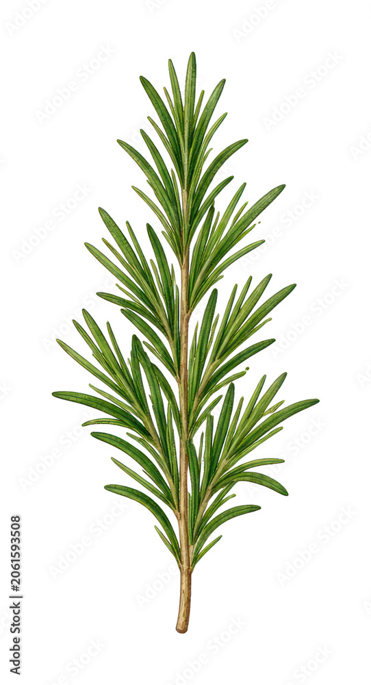Fototapeta premium PNG Detailed rosemary herb illustration.