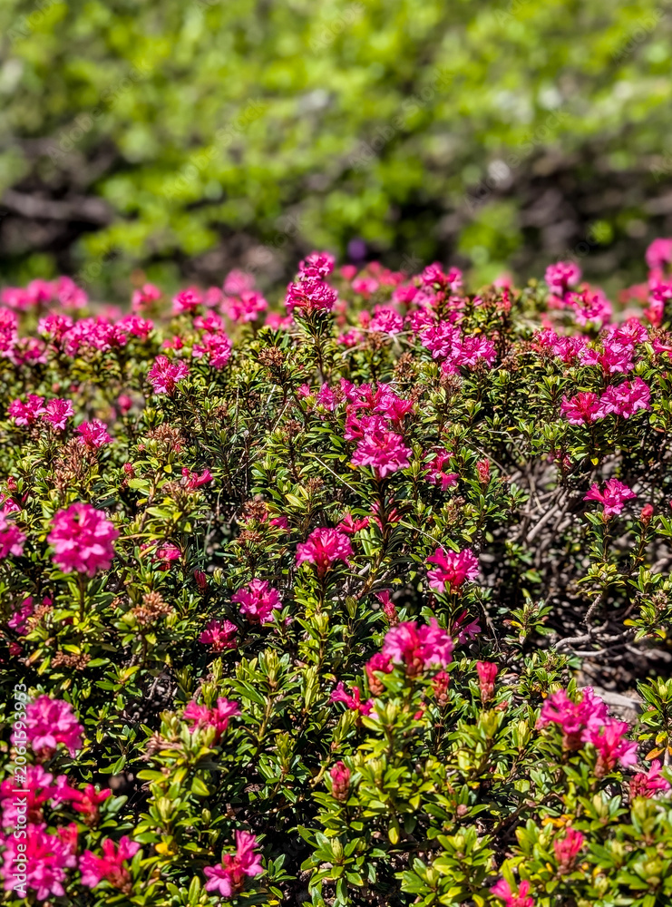 Obraz premium Numerous bright pink alpine roses cover the ground, forming a colorful carpet of flowers. Thanks to the shallow depth of field, the blossoms stand out clearly against the blurred background.