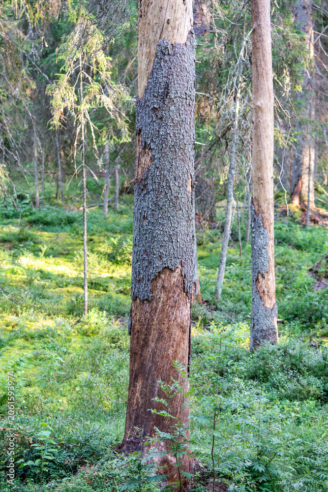 Obraz premium Spruce tree with damaged bark surface showcasing work of bark beetle in wild forest, pests invasion in woods, pine tree dried out and died, ecosystem crisis and environmental catastrophe in woodlands