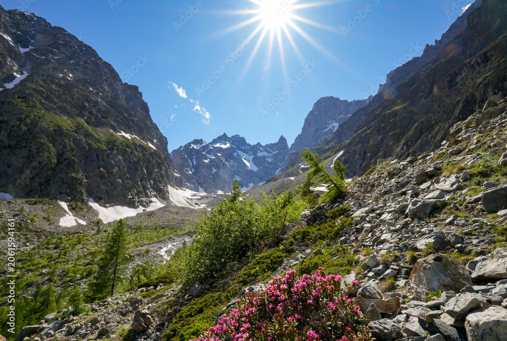 Obraz premium The sun shines down on a colorful high-mountain landscape in Écrins National Park in the French Alps. A dense carpet of bright pink alpine roses against rugged mountain peaks