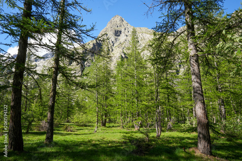 Photos A sparse larch forest stretches out before a striking, light-colored rocky peak beneath a cloudless blue sky