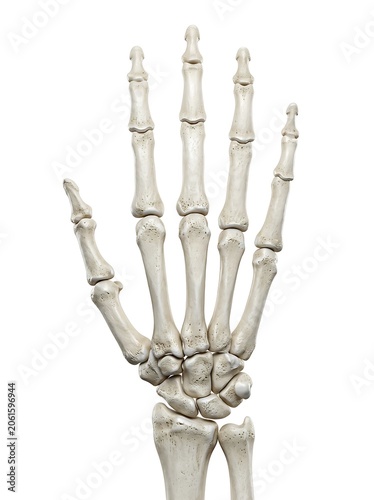 Human hand skeleton, dorsal view detailed anatomical 3d rendering of the bones of the hand and wrist, isolated on white background