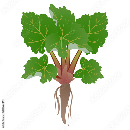 Rhubarb bush with roots isolated on white background..eps