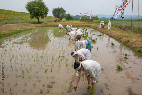Schilderij op canvas Reenactment of traditional Korean rice planting with villagers working in a paddy field during a rural folk festival