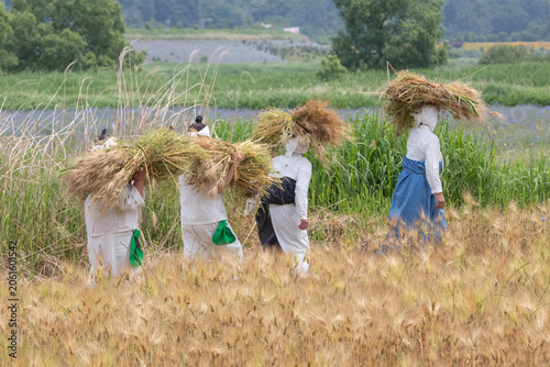 Reenactment of traditional Korean farmers carrying harvested barley bundles through a rural field during an agricultural folk festival.