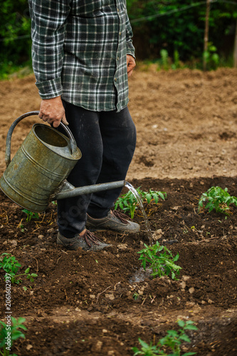 Watering young tomato plants in a cultivated vegetable garden with a watering can. Spring gardening and crop maintenance.