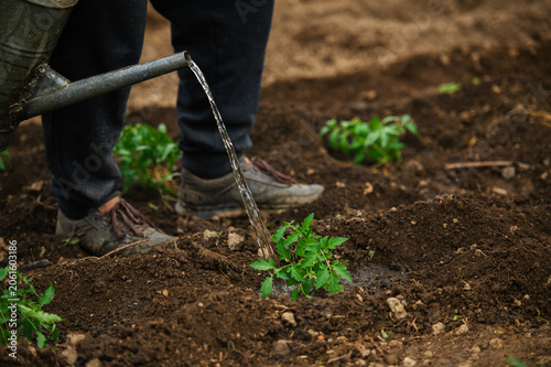 Watering young tomato plants after transplanting into garden soil. Essential care for healthy vegetable growth.