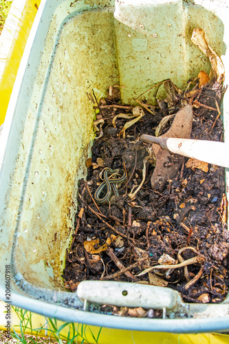 Snake in compost bin