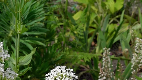 a Red Admiral butterfly (Vanessa atalanta) taking off from valerian, slow motion