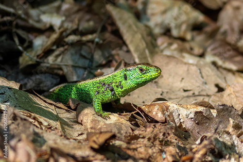 Quadro su tela Green lizard carrying numerous ticks among forest leaves illustrates wildlife parasitism and ecology