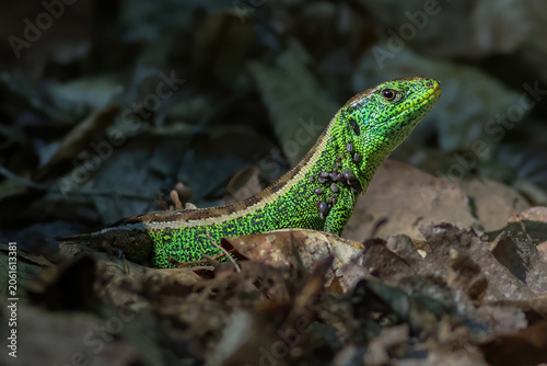 Cuadro en lienzo Green lizard carrying numerous ticks among forest leaves illustrates wildlife parasitism and ecology