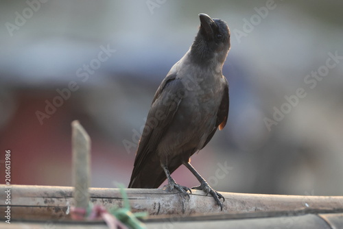 Photography The house crow (Corvus splendens splendens) is a common bird of the crow family that is of Asian origin