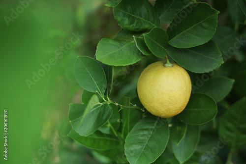 Bild auf Leinwand Fresh Yellow Lemons Growing on a Sunlit Lemon Tree Branch