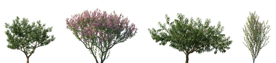 Set of Amygdalus persica and blossoming Prunus persica frontal set street trees isolated png in sunny daylight on a transparent background perfectly cutout