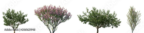 Fotografie Set of Amygdalus persica and blossoming Prunus persica frontal set street trees