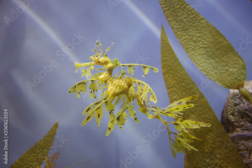 Φωτογραφία Leafy Seadragon